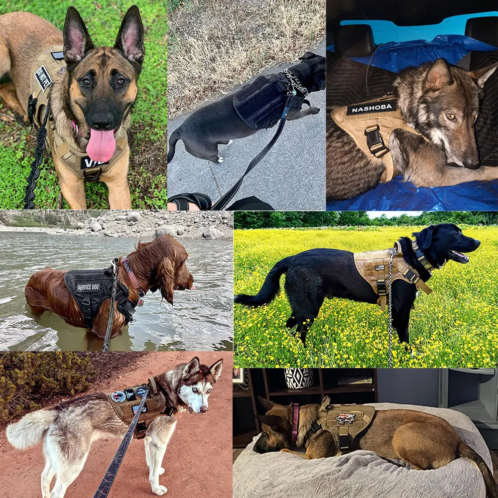 PETRAVELCN Dog Harness Vest With Leash Set For Training